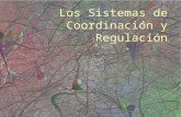 Sistemas de Coordinación y Regulación