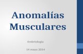 Anomalías Musculares - Embriología