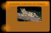 Leopardo nublado de taiwan