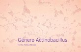 G©nero actinobacillus