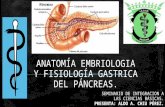 Anatomía y fisiología del páncreas