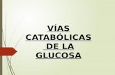 Vias catabólicas de la glucosa