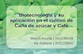 Biotecnología y su aplicación en el cultivo de caña de azúcar y café