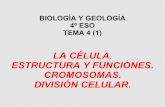 Estructura y division celular