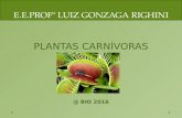 Plantas carnívoras 3 C