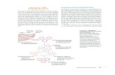 Sintesis de atp-sintasa (complejo V mitocondrial)