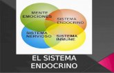 Presentación sistema endocrino marlis leon