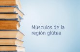 Músculos de la región glútea