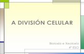 A división celular
