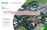 Piloto de Migración y Adaptación de GRIN-Global a la Colección in vitro de Yuca en CIAT