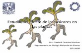 Estudio del efecto de los azúcares en las plantas. IBT-UNAM