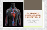 Tema 4 ap. circulatorio y excretor