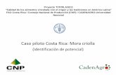 Mora de Costa Rica, Wilson Picado, Consultor Nacional  (spanish)