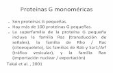 1.4 proteinas g monomericas