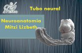 Tubo neural neuroembriología neuroanatomía