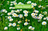 Flora tossal