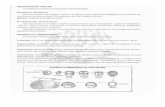 Dominio eucariota 4 reino animalia pdf teoría con ejemplos y preguntas propuestas con respuestas ~ descargar gratis
