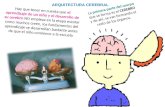 Neurociencias arquitectura cerebral