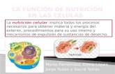 Función de nutrición en las células