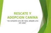 Rescate y adopcion canina