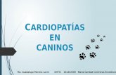 Cardiopatías en caninos