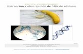 Biología 4° medio - Informe de extracción y observación de ADN de plátano