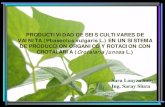 PRODUCTIVIDAD DE SEIS CULTIVARES DE VAINITA (Phaseolus ...