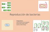 Reproduccion de bacterias