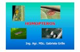 presentacion claseIII horticulturaHOMOPTEROS [Modo de ...