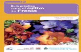 Guía práctica para el cultivo de Fresia