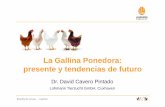 Cavero 14 Madrid Plan Star -La Gallina Ponedora - Presente y ...