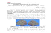 Informe Fitopatológico N15 -Cultivo de soja 13-02-14.pdf