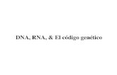 DNA, RNA, & El código genético