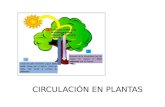 Circulación en Plantas