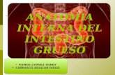 Anatomia interna del intestino grueso 1