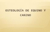 Osteología - Artrología de Equino y Canino