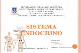 Diapositivas sistema endocrino