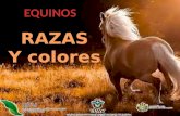 Equinos: Colores y razas