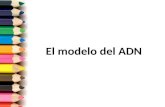 Modelo de adn 2