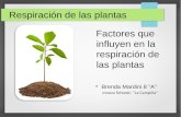 Factores que influyen en la respiración de las plantas