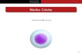 Célula - Núcleo Celular
