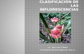 Clase 16.1 simetria y clasificación de las inflorescencias