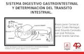 Diapositivas nutricion  transito en bovinos