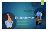 Equinodermos 1