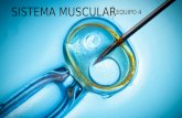 Sistema Muscular Embrionario
