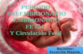 periodo preembrionario, embrionario y fetal, agentes teratogenicos