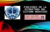 Tarea #4 slide share migdali romero   funciones de la estructura del sistema nervioso