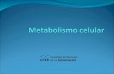 Tema 10 la celula vegetal metabolismo 2016