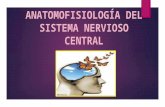 Anatomofisiología del sistema nervioso central