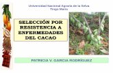 5 selección de arboles  resistentes a enfermedades de cacao
